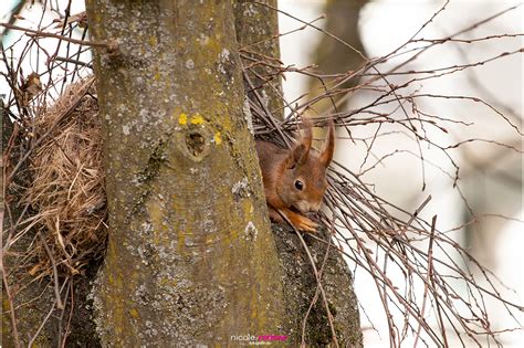 Eichh Rnchen Bilder