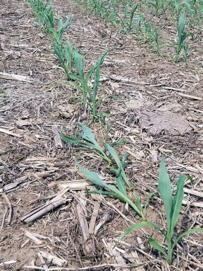 Rootless Corn Integrated Crop Management