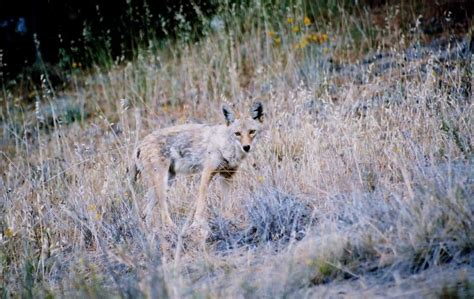 Bill Hubick Photography Coyote Canis Latrans