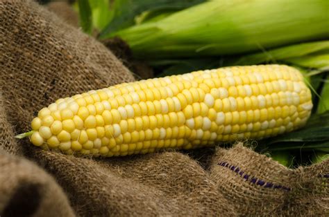 7 Benefits Of GMO And Biotech Crops