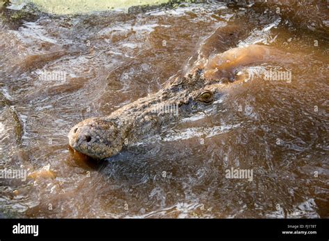 A Fully Grown Saltwater Male Crocodile A Native Of Northern And