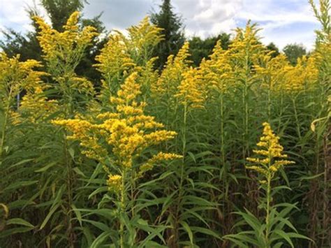 Ragweed Pollen Forecast When And How Much