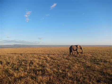 Free Images Landscape Horizon Wilderness Field Prairie Adventure Wildlife Herd Pasture