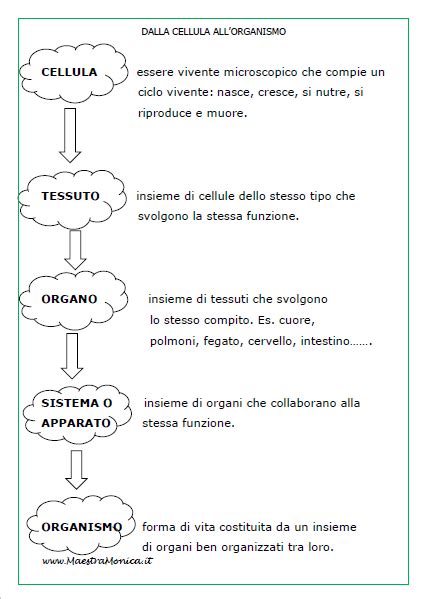 Il Corpo Umano Scienze Classe