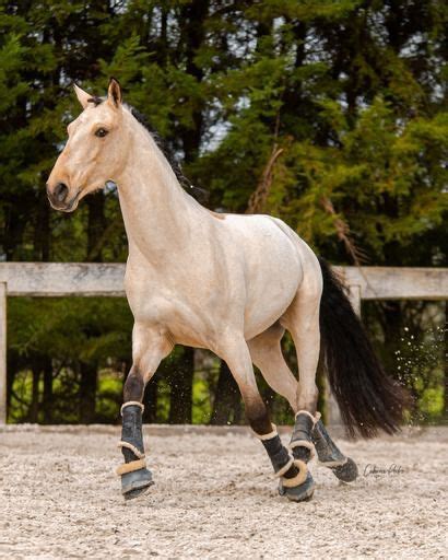 Cavalo Castrado 7 Anos Palmela OLX Portugal