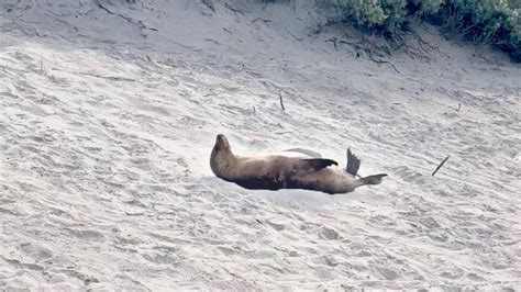 Playful Seal Rolls Down Sand Dune Youtube