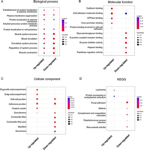 GO Enrichment And KEGG Pathway Analysis For Up And Down Regulated Genes