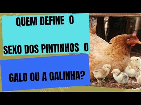 O Que Define O Sexo Dos Pintinhos O Galo Ou A Galinha YouTube