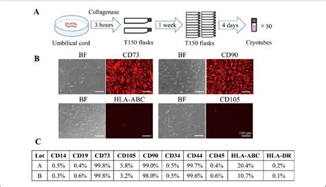 Establishment And Characterization Of Umbilical Cord Derived