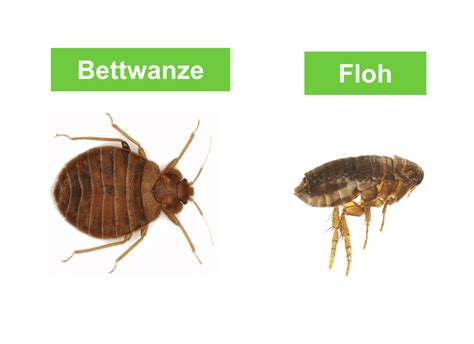 Bettwanzen oder Flöhe Bisse und Symptome unterscheiden ERASIO