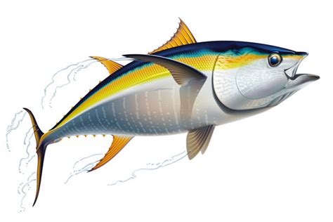 Drawing of a yellowfin tuna on Behance