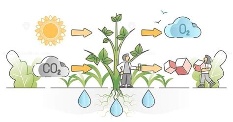 Photosynthesis Diagram Process Symbolic Explanation Scheme Outline