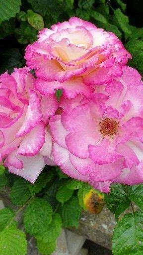 Pin By Helene Papillon On Palais De La Rose Et Des Fleurs Hybrid Tea