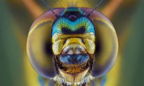 Juxtapoz Magazine - In Your Face: Extreme Close-ups of Insects | Animal ...