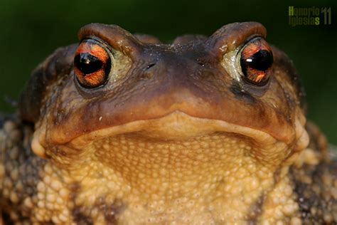 Anfibios De Valsaín Sapo Común