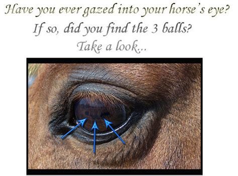 Eye problem... urgent! *PIC ADDED* | The Horse Forum