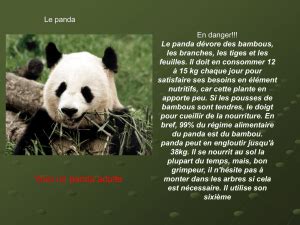 Documentaire Le panda géant