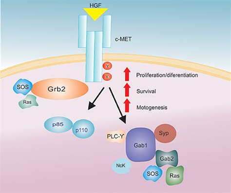 Frontiers The Role Of Hepatocyte Growth Factor Hgf In Insulin