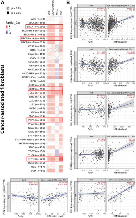 Correlation Analysis Between Pxn Gene Expression And Immune