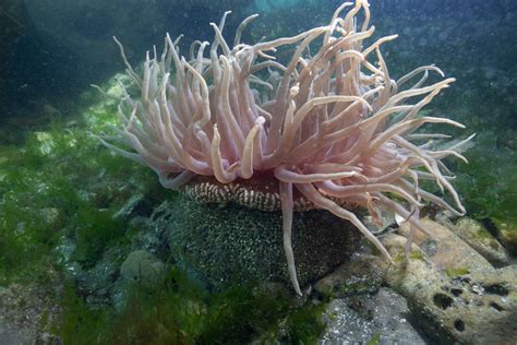 How Does A Sea Anemone Feed