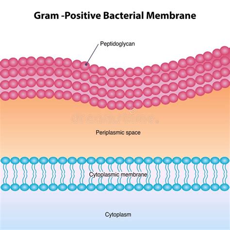 Structure Of Gram Positive Bacteria Cell Wall Stock Illustration