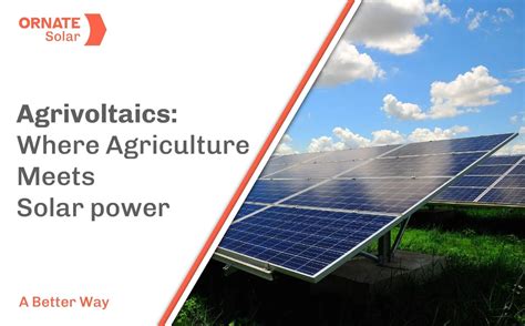 Understanding Agrivoltaics Where Agriculture Meets Solar Power