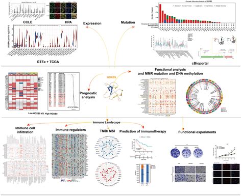 Pan Cancer Analysis Of Homeobox B As A Predictor For Prognosis And