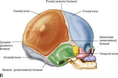 Anatomy Of The Newborn Cranial Sutures And Lateral And Off