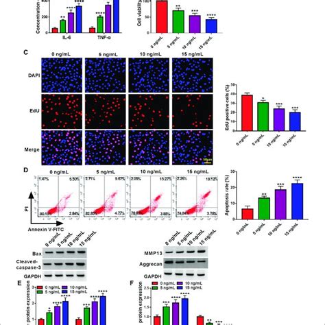 Effects Of Il On Inflammation Proliferation Apoptosis And Ecm