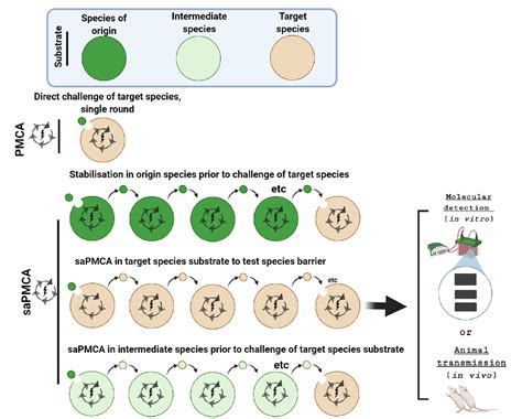 Figure From Understanding Intra Species And Inter Species Prion