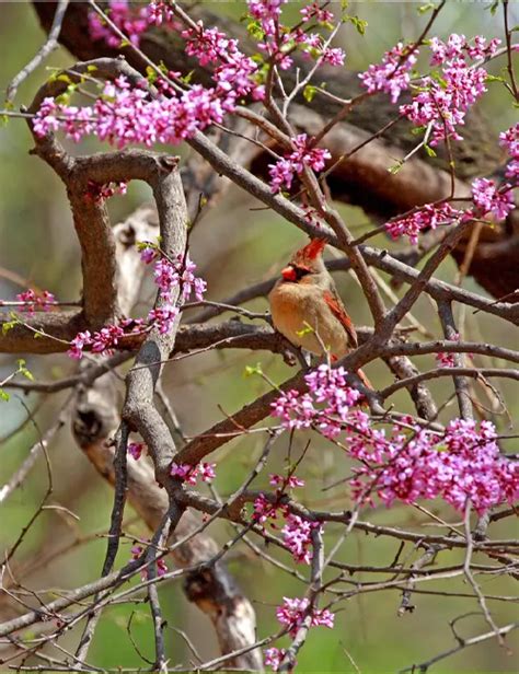 Eastern Redbud Tree