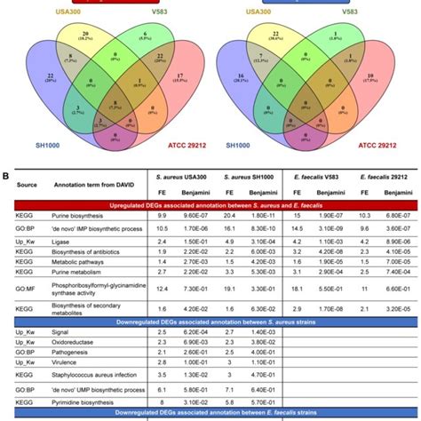 Common Cellular Adaptation Between S Aureus And E Faecalis Strains