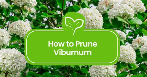 Pruning Viburnum Made Easy: Step-by-Step Guide for Stunning Results ...