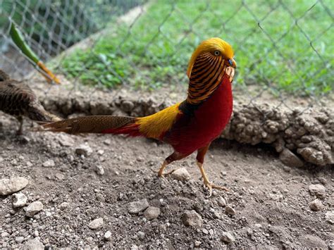 Ornamental Pheasants Rare Pheasant Chicks Cackle Hatchery®