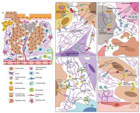 Tg2 Roles In The Tumour Microenvironment Tme A Schematic