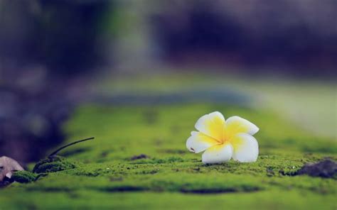 Wallpaper Sunlight Flowers Nature Grass Sky Morning Blossom