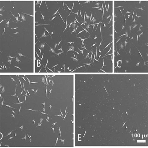 Sem Micrographs Of The Indirect Cytotoxicity Test In L929 Cells