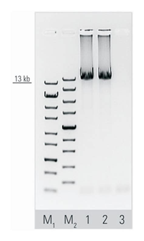 Thermo Scientific™ Magjet™ Rna Kit Home Fisher Scientific