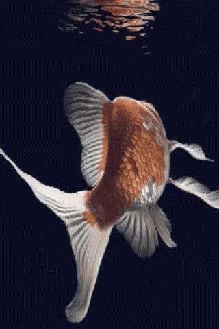 Gold Fish Animated Wallpaper