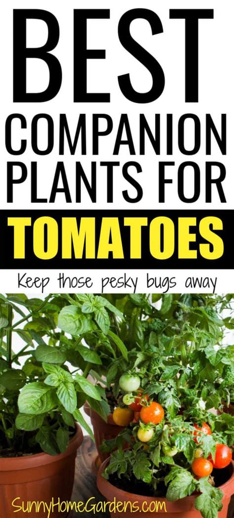 22 Best Companion Plants For Tomatoes Sunny Home Gardens