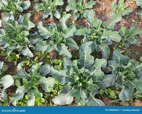 Cauliflower Crop Being Cultivated In A Field Stock Image Image Of