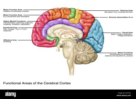 Illustration Of The Functional Areas Of The Cerebral Cortex Stock Photo