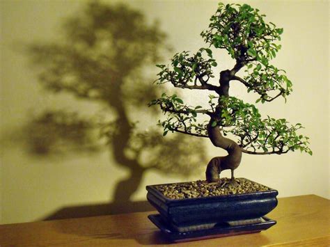 Chinese Elm Bonsai Tree Care Guide (Ulmus parvifolia) | Bonsai Tree ...