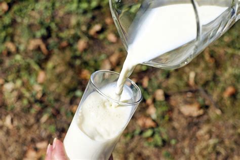 Diferencias Entre La Leche De Cabra Y La Leche De Vaca Fuertes Con Leche