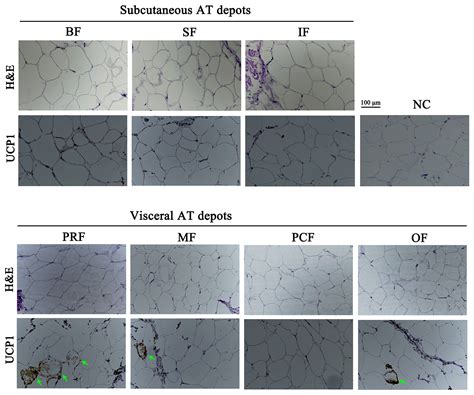 Aab Characterization Of Different Adipose Depots In Fattened Buffalo