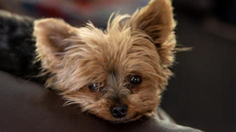 Exploring Yorkie Mix Breeds: What You Need to Know - Dogsintl