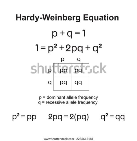 Hardy Weinberg Principle Known Hardy Weinberg Equilibrium Stock Vector