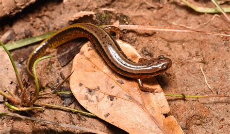 Southern Two Lined Salamander Eurycea Cirrigera Coweta C Flickr