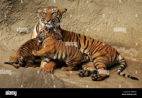 Malayan Tiger mother lying on her side and her cubs leaning on her ...