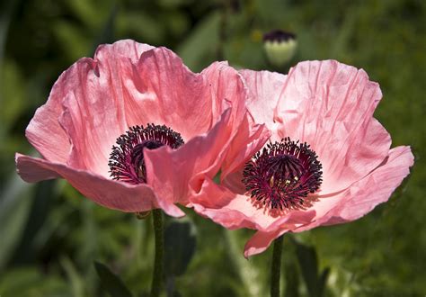 pink poppies | Poppies, Planting poppies, Flowers